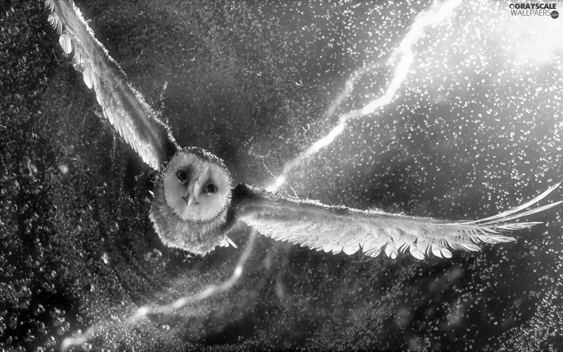 graphics, owl, Night