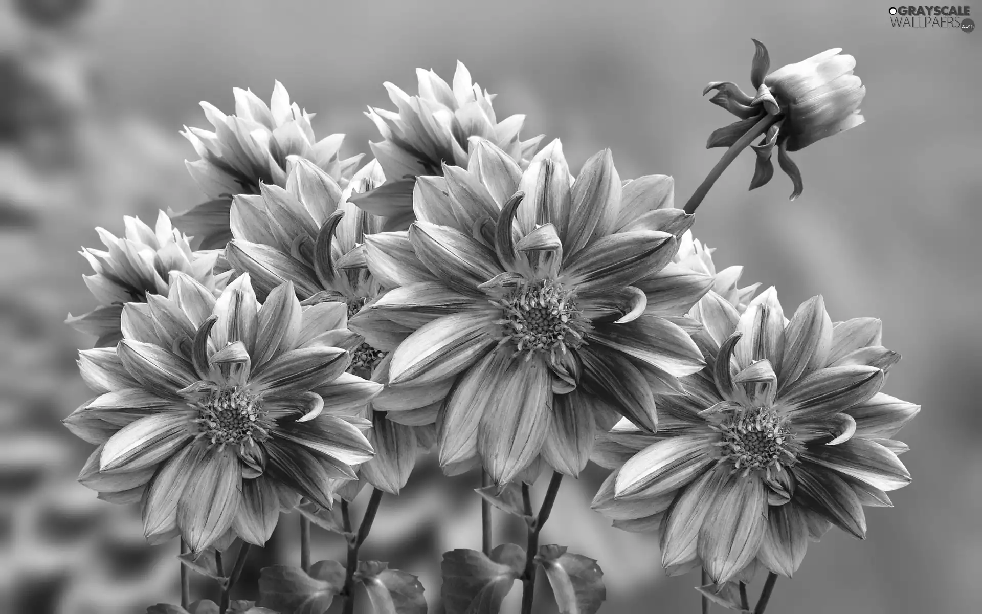 background, graphics, Pink, dahlias, Flowers