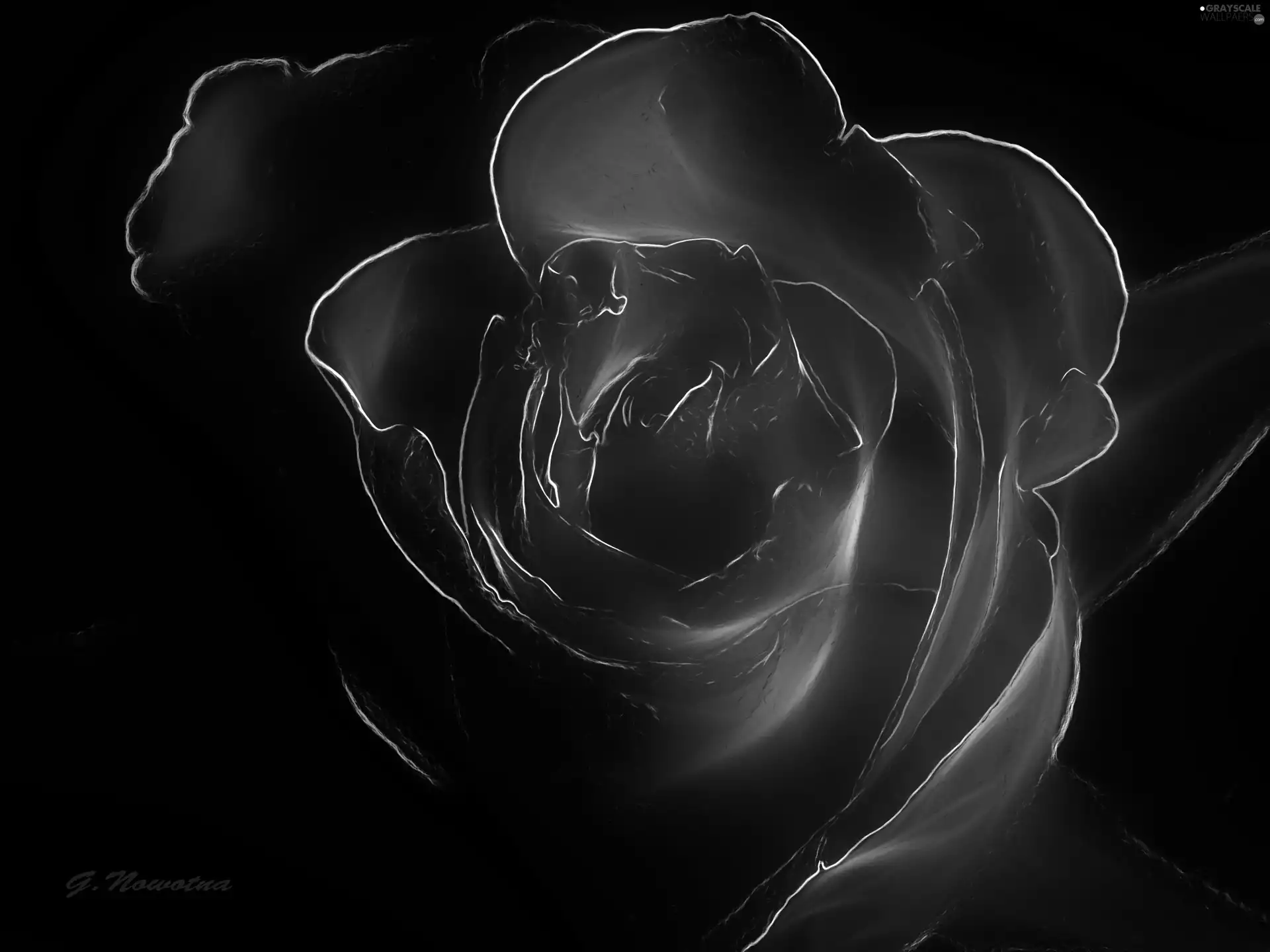 rose, graphics