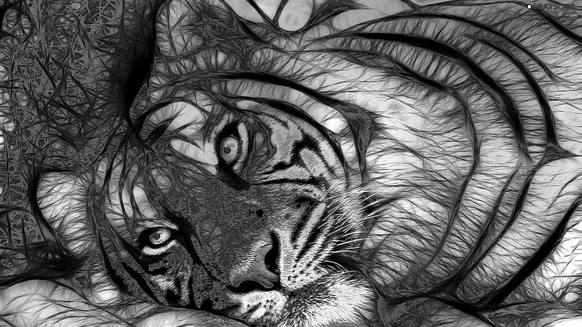 tiger, graphics