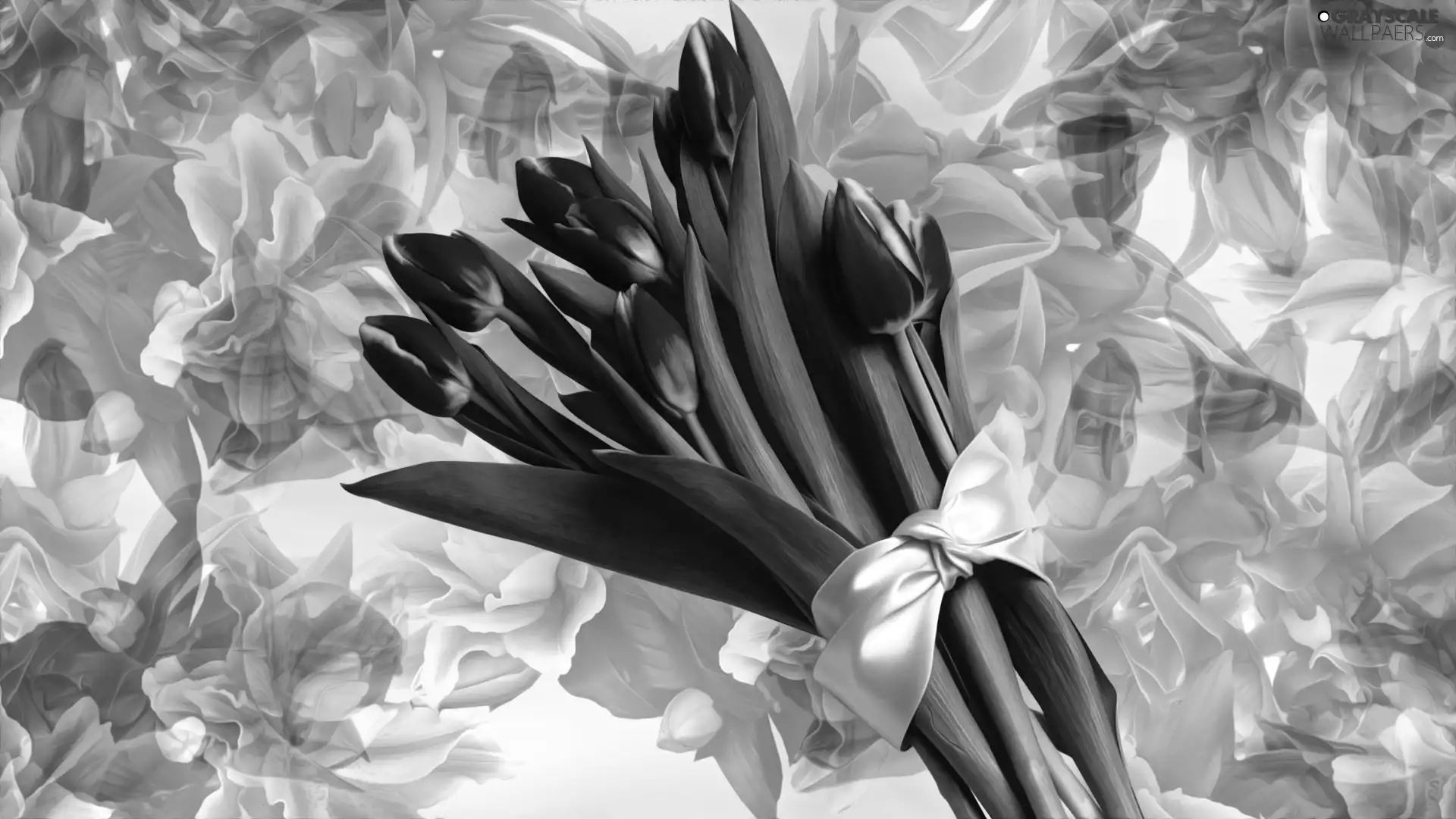 bow, graphics, Tulips, bouquet, Flowers