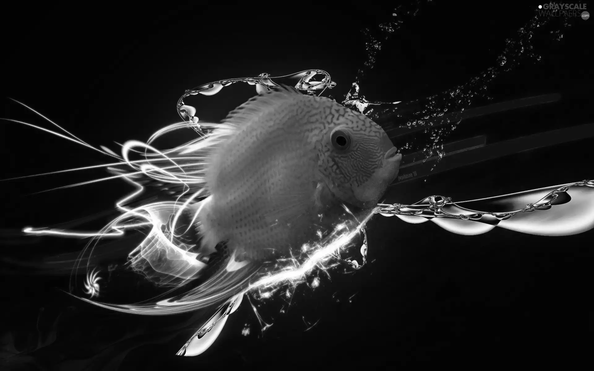 graphics, fish, water