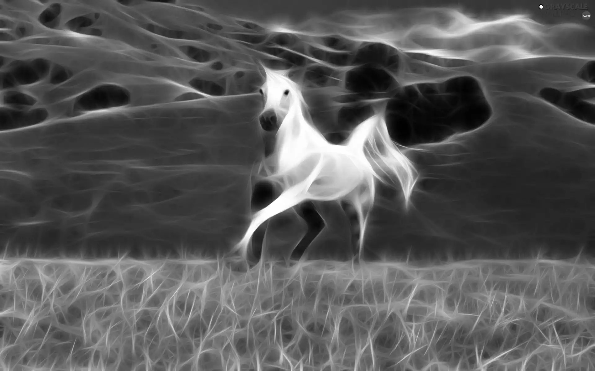 White, Meadow, graphics, Horse