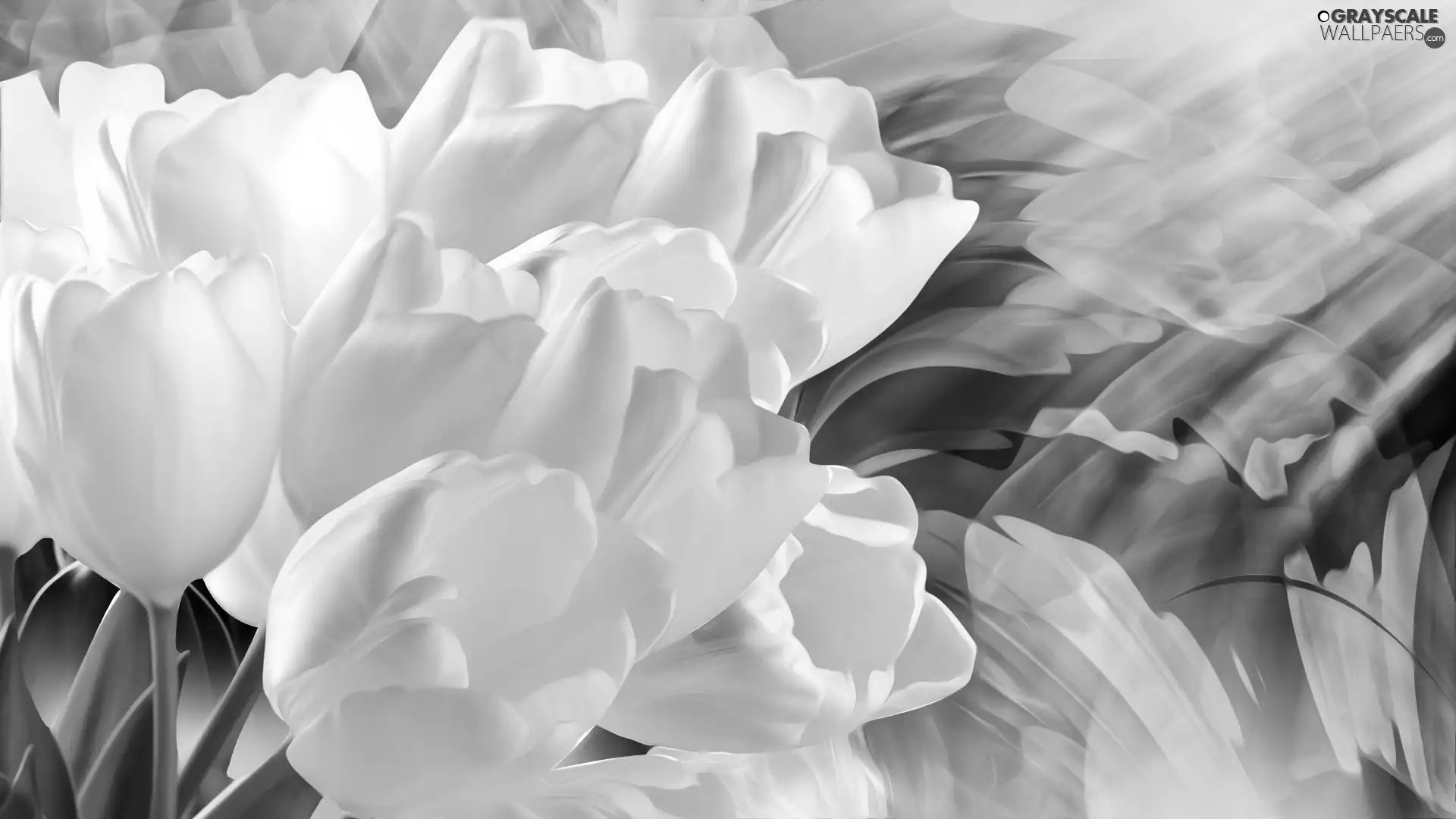 graphics, Tulips, White