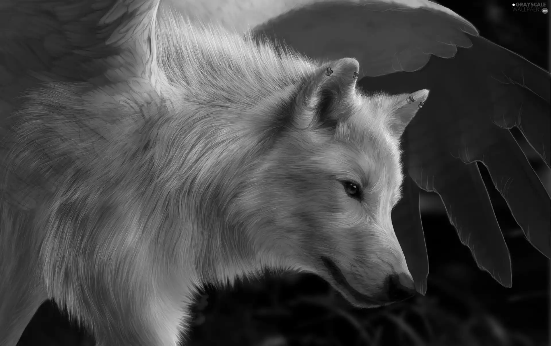 graphics, White, Wolf