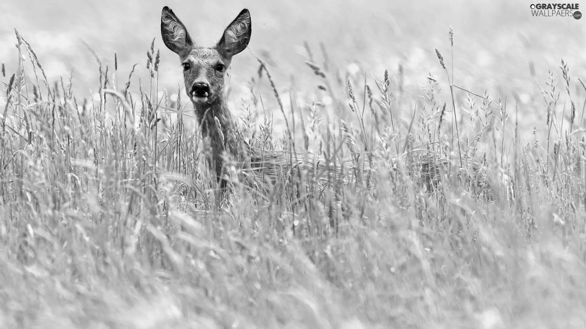 grass, deer, ##