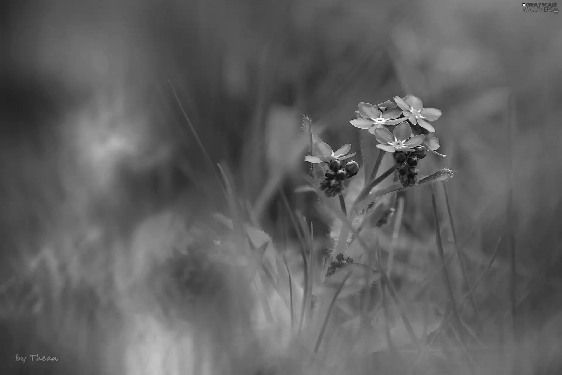 grass, Forget, ##