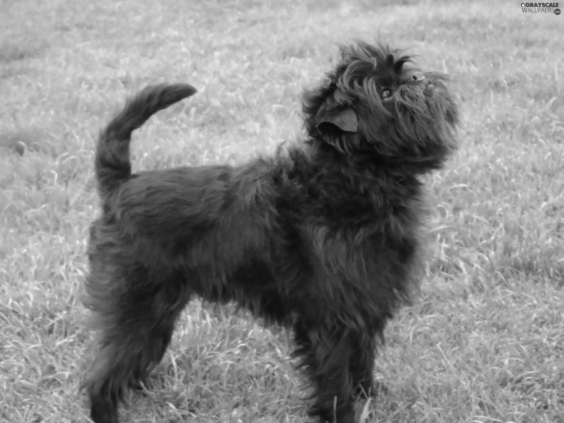 Affenpinscher, grass