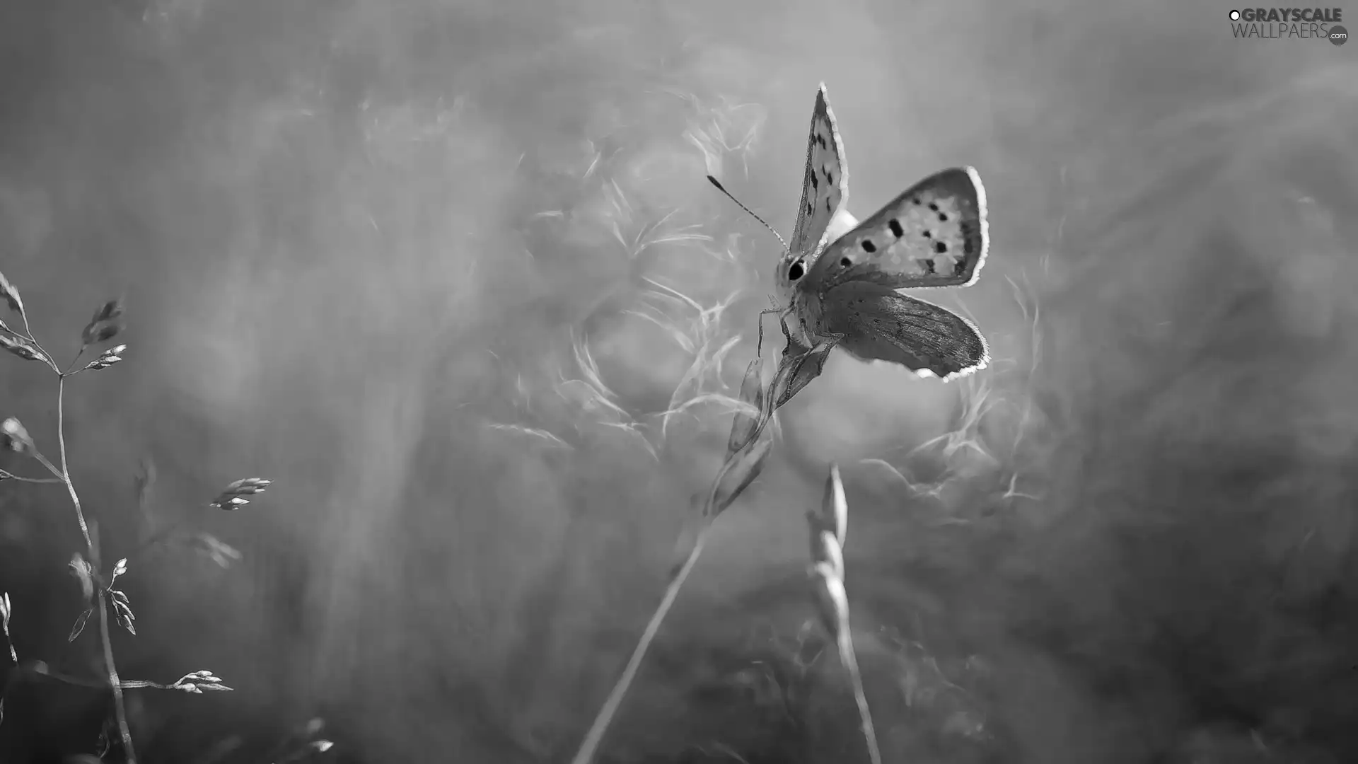 butterfly, blades, grass, American Copper