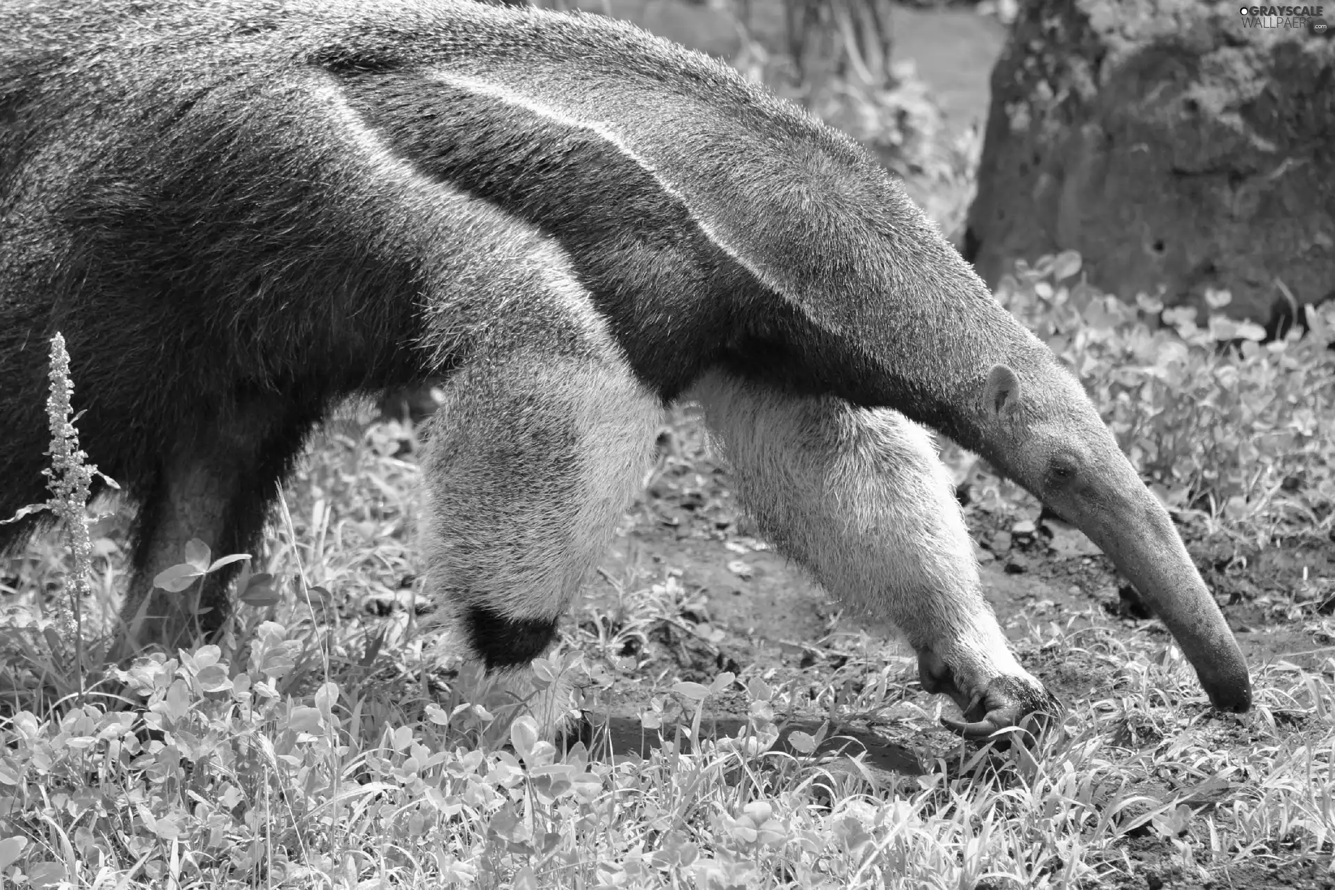 anteater, grass
