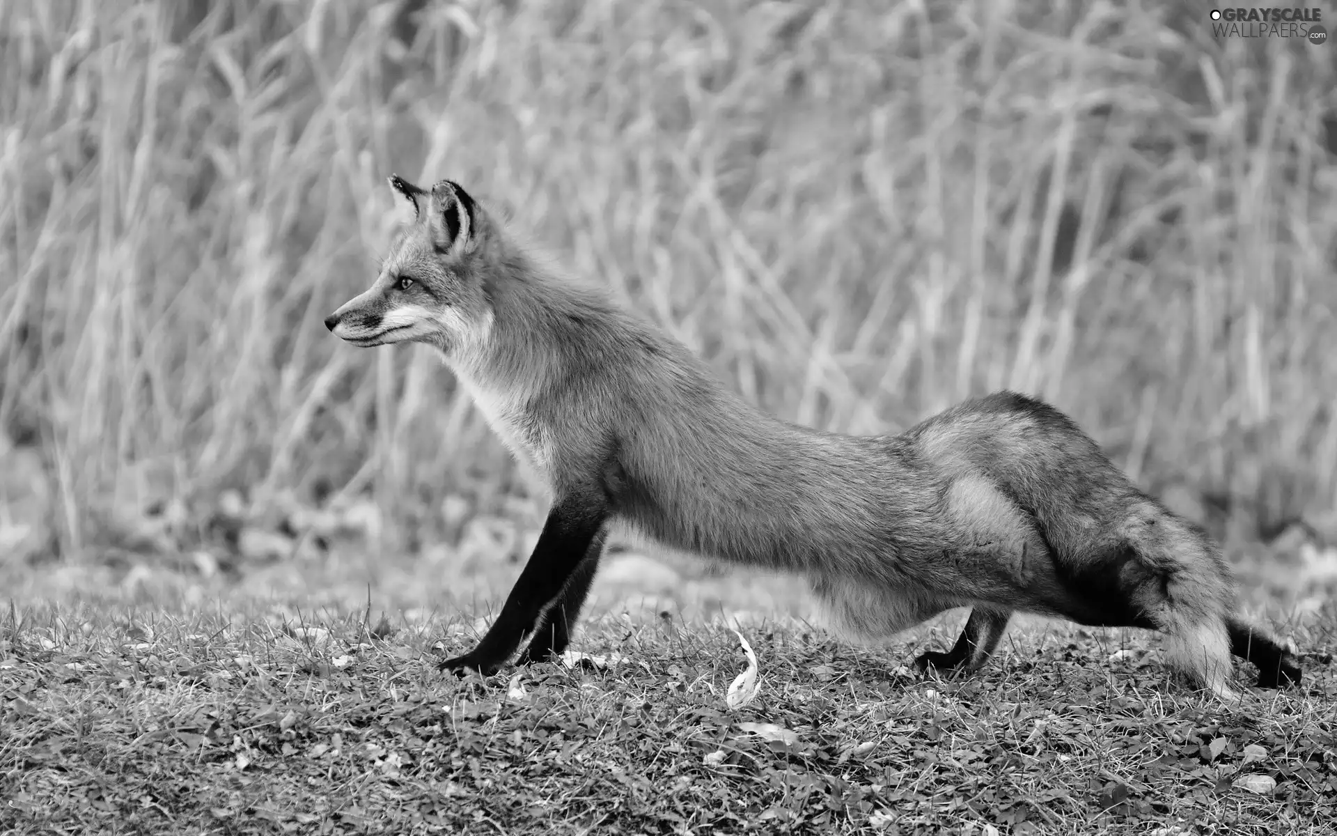 autumn, Fox, grass, ginger