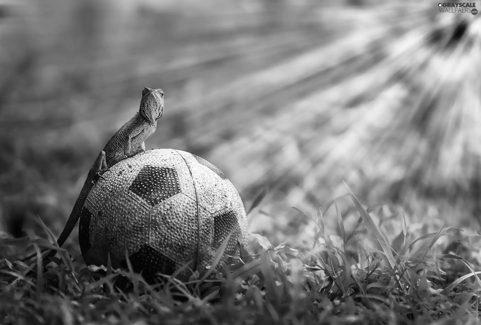 grass, Agama, Ball