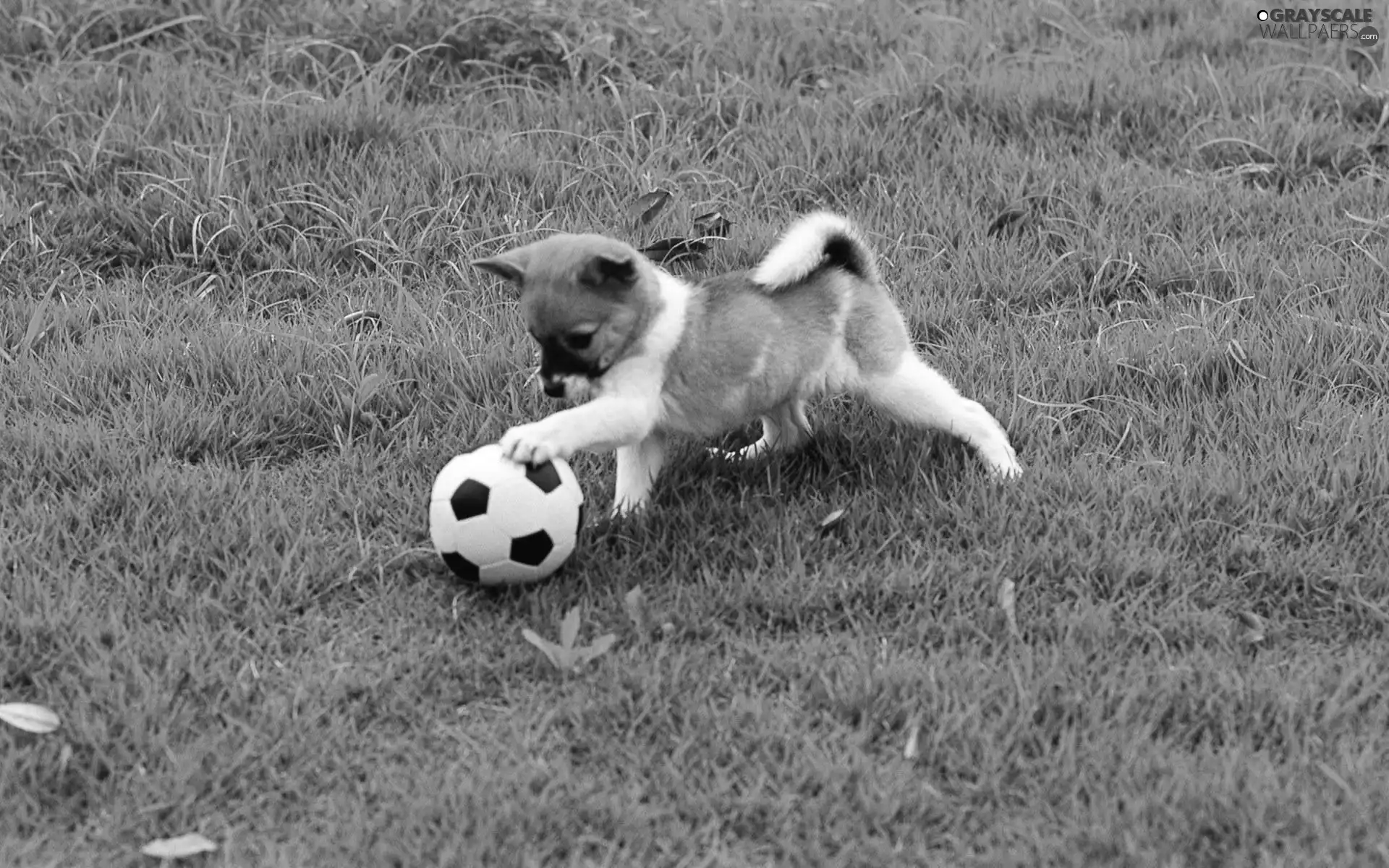 grass, Puppy, Ball