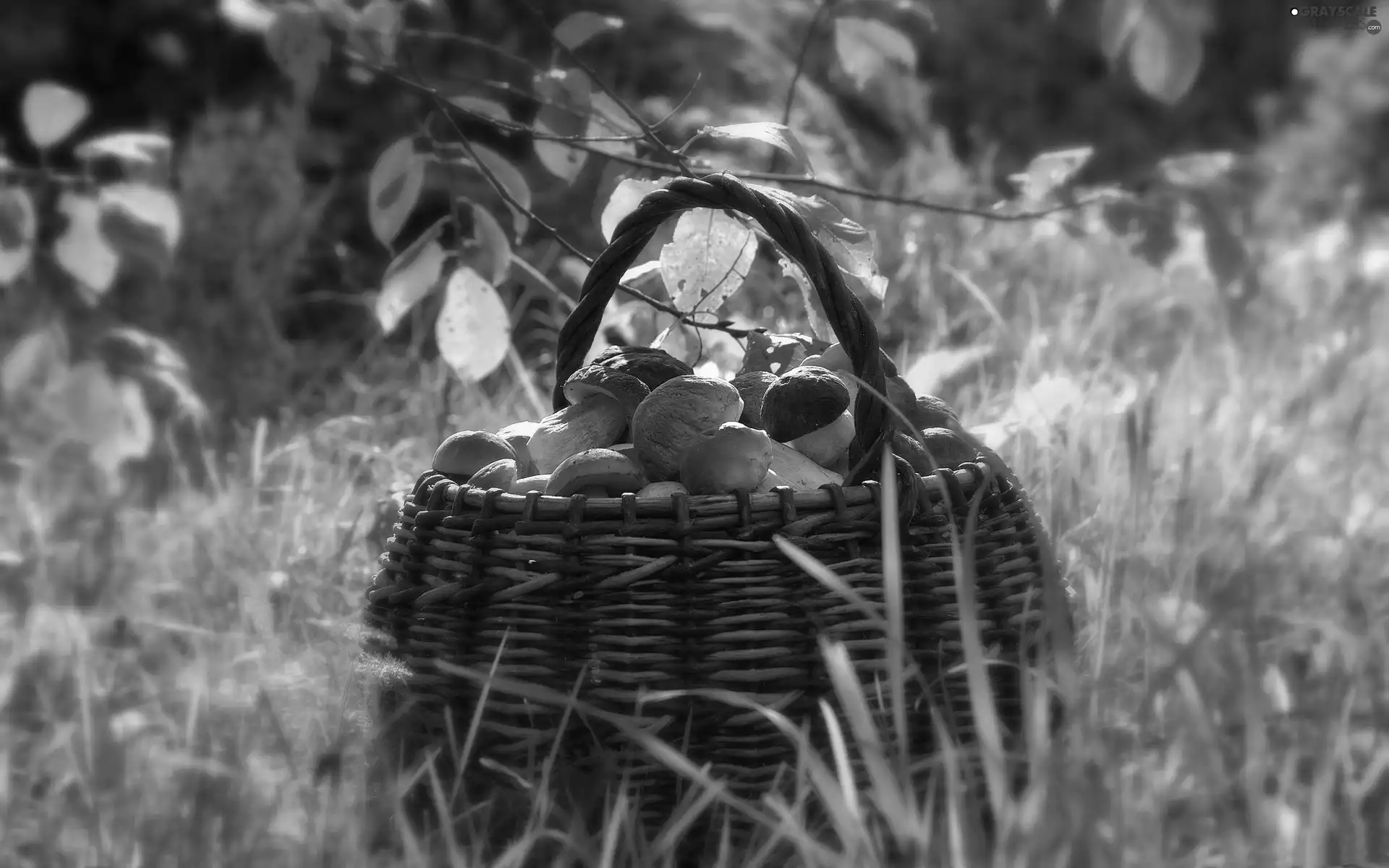 basket, mushrooms, grass, full