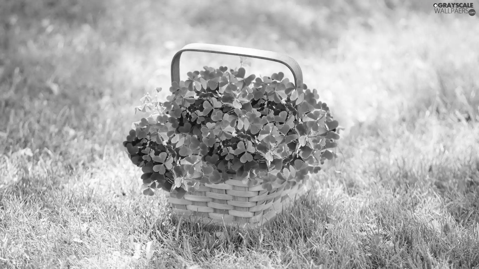 grass, trefoil, basket