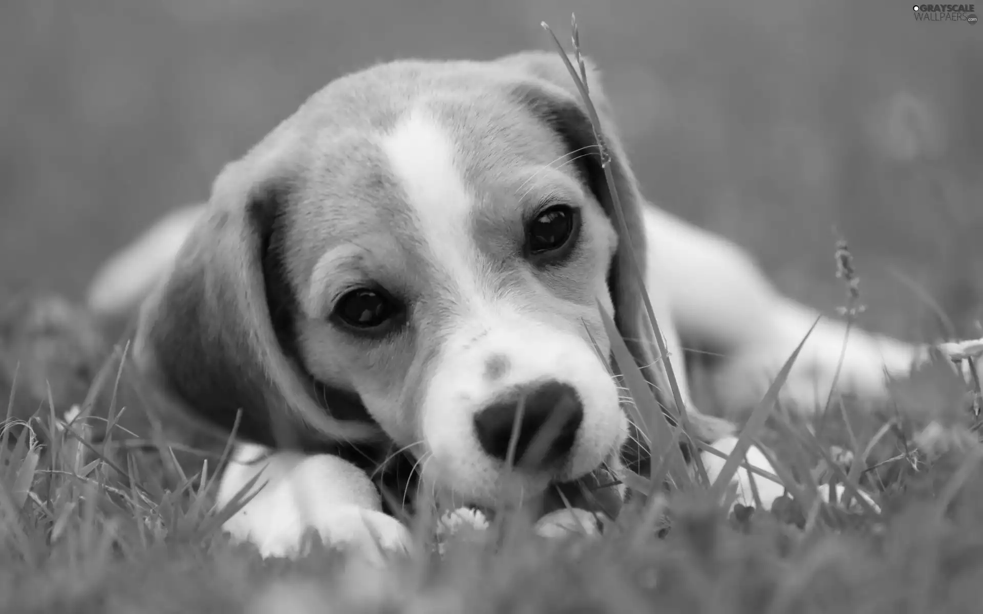 Beagle, grass