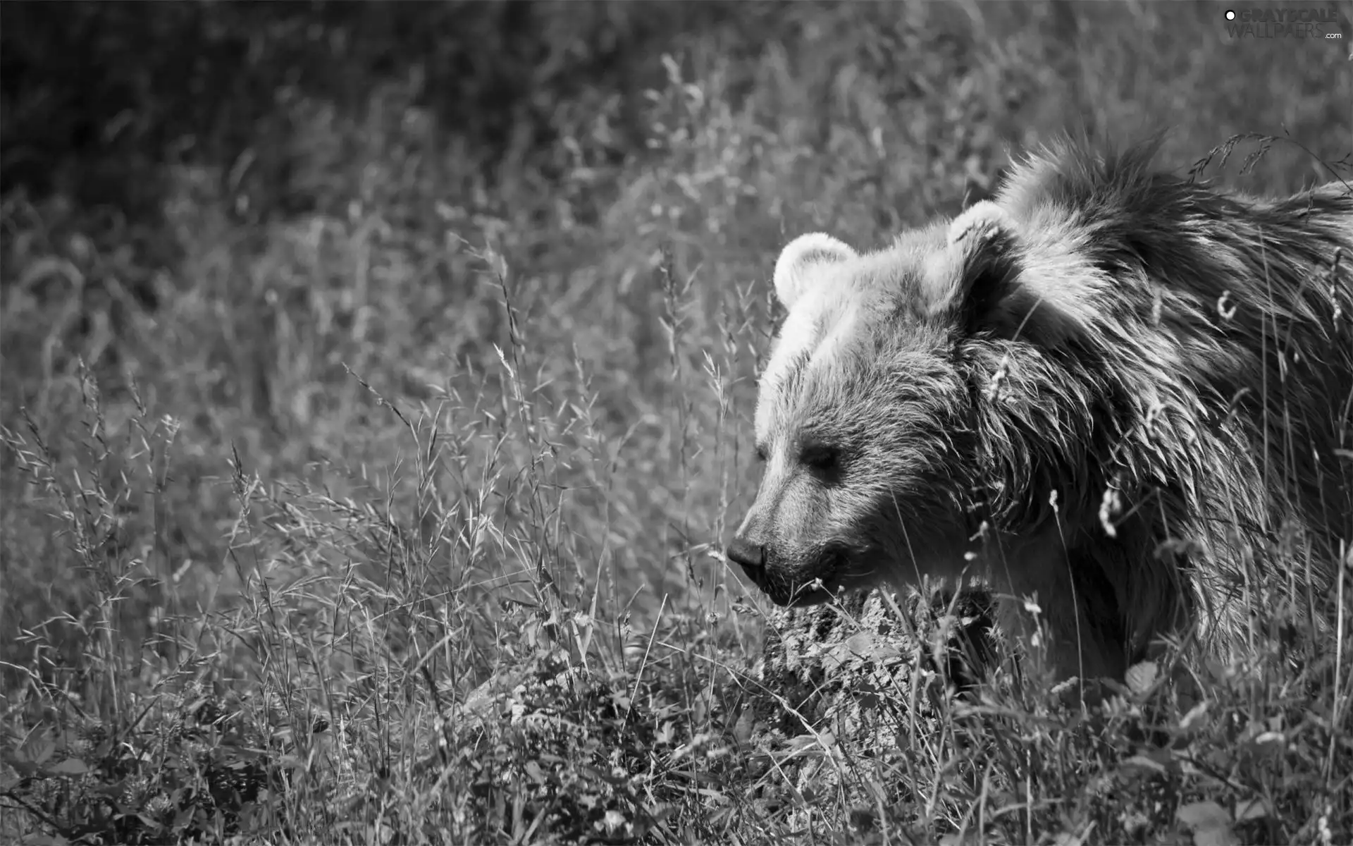 Bear, grass