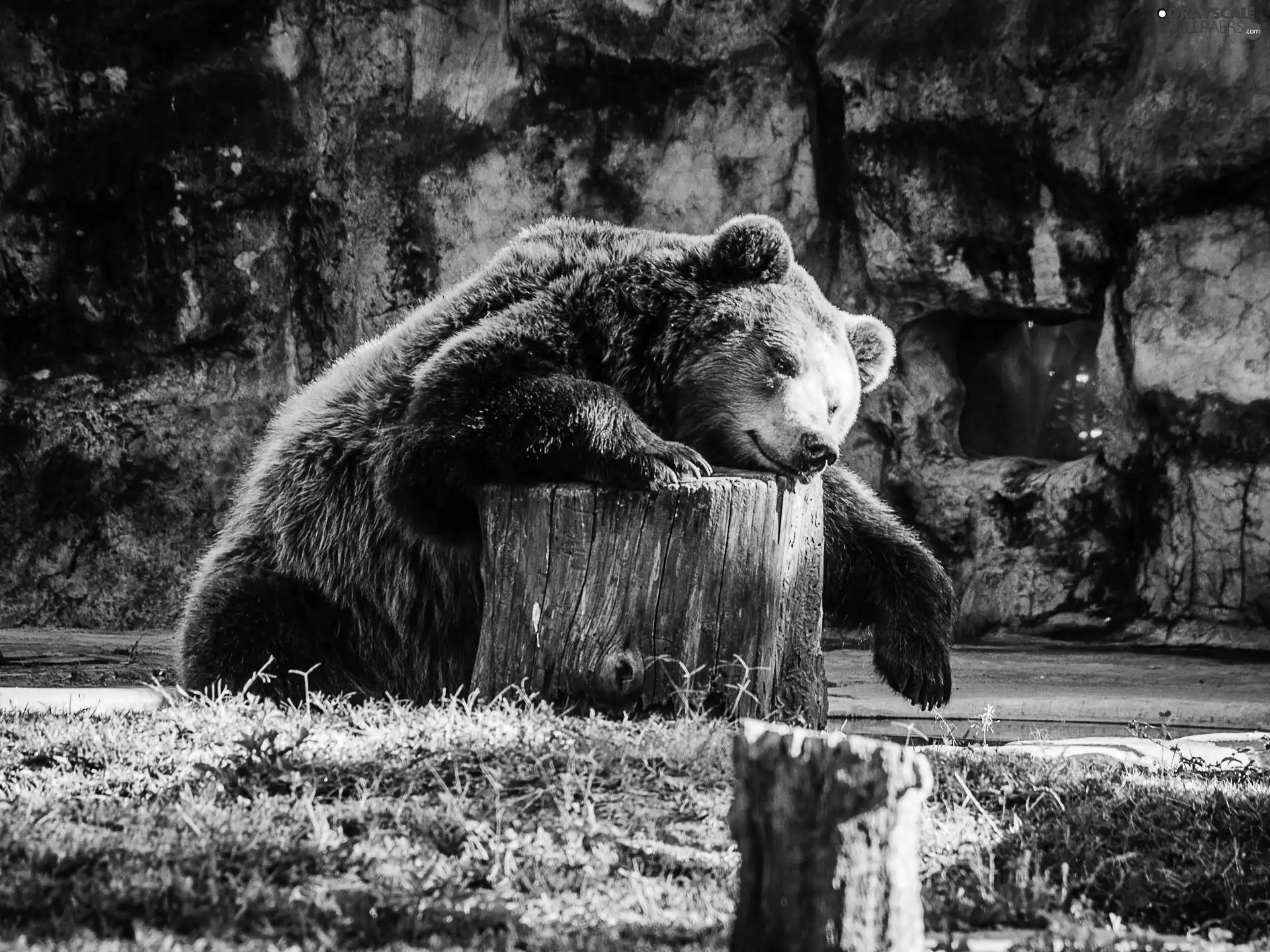 Bear, stumps, grass, resting