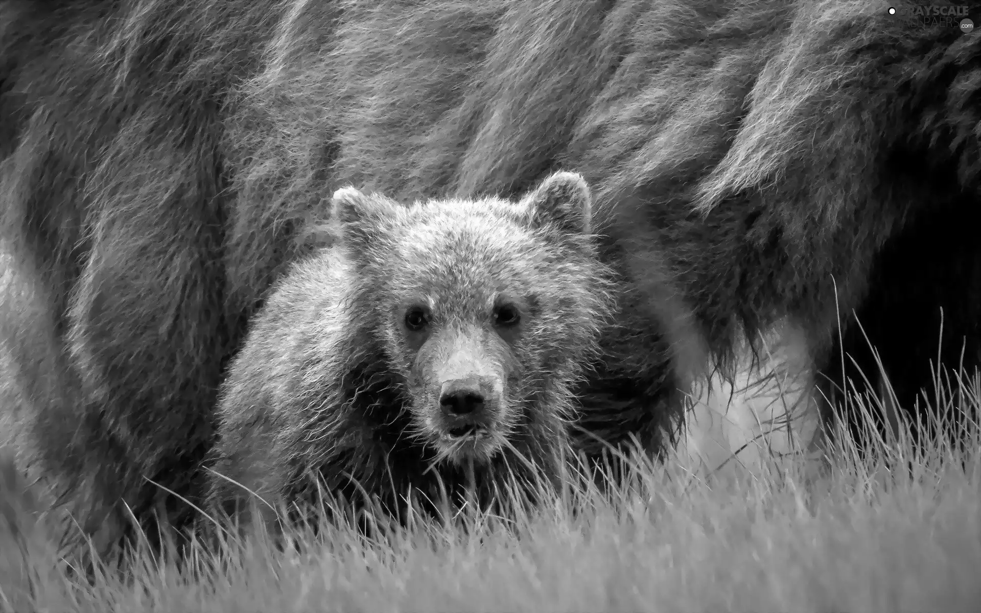 grass, young, Bear