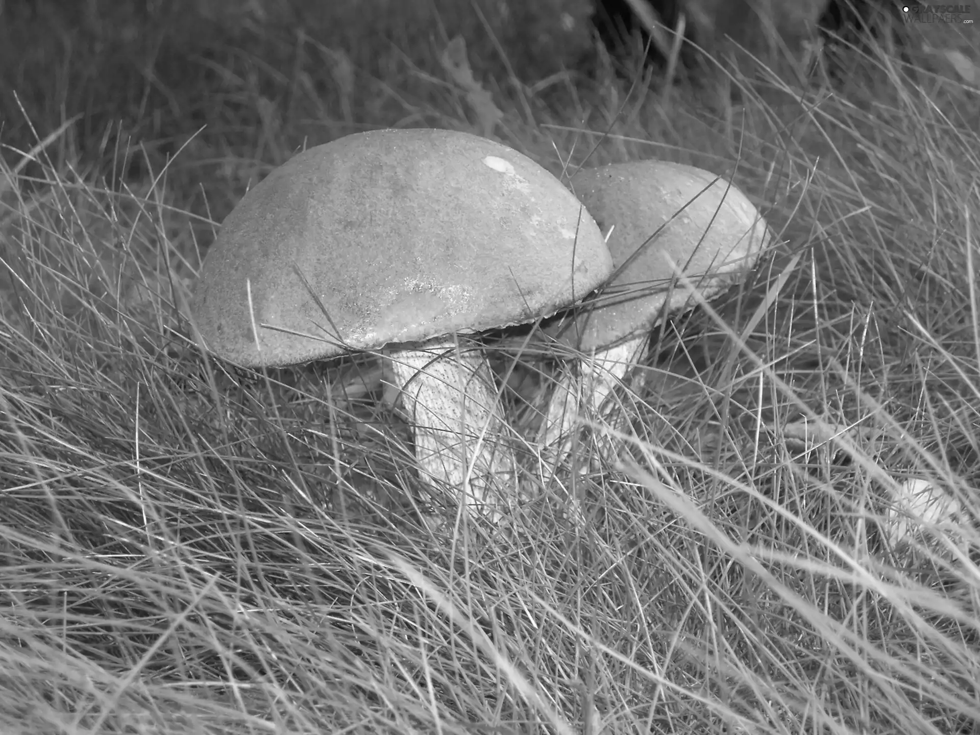 high boots, grass, Red, mushrooms, beatyfull