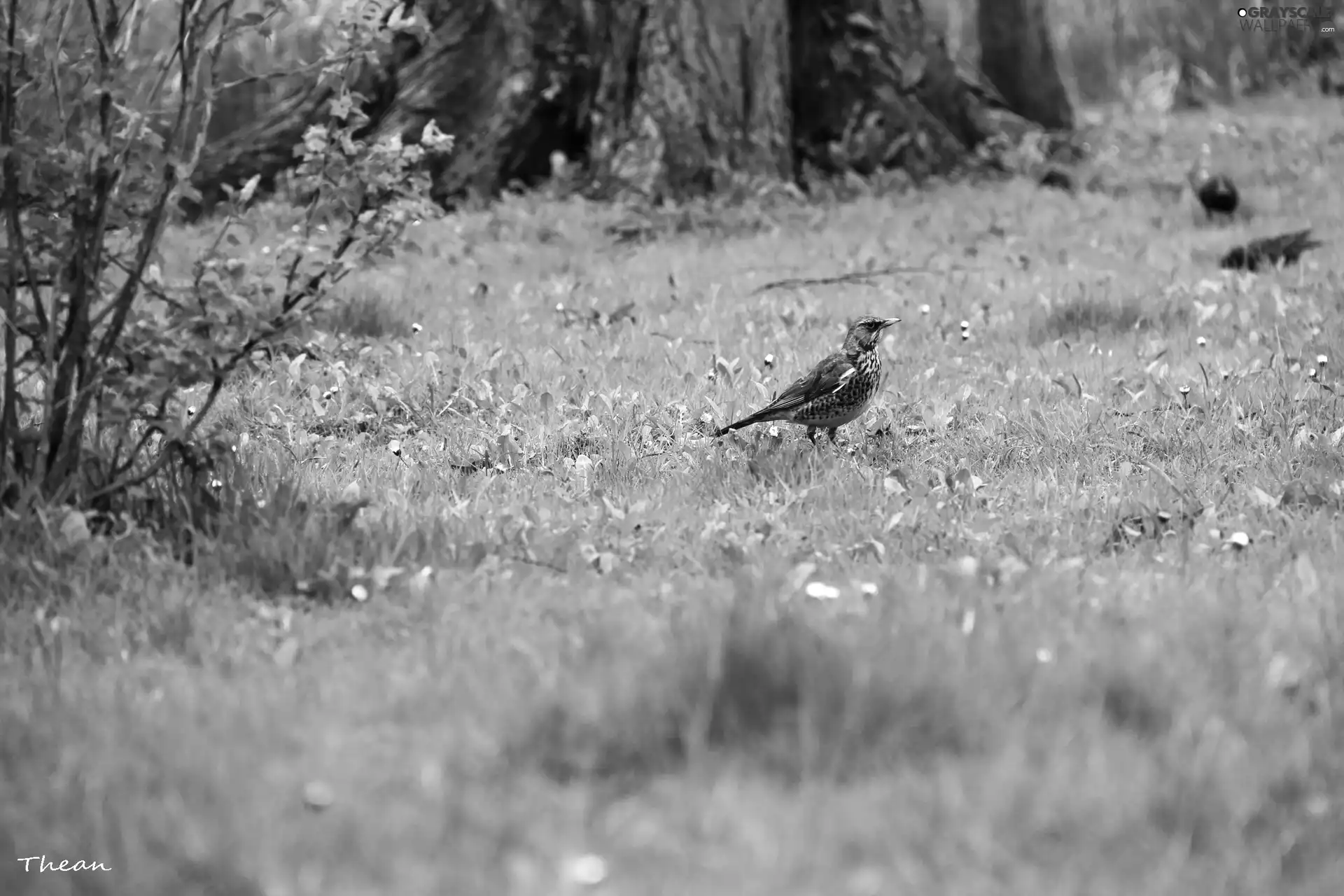 grass, fieldfare, Bird