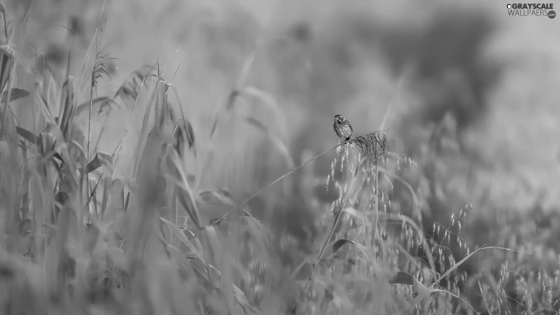 grass, Bird