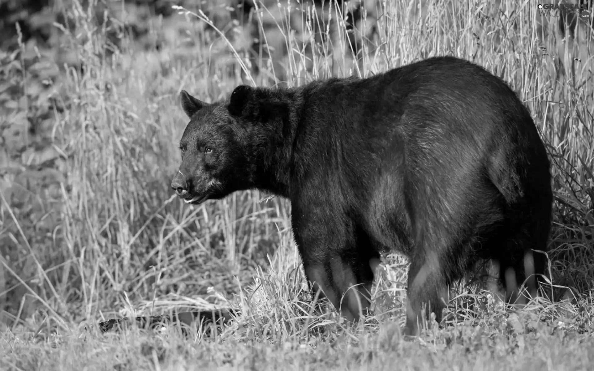 grass, Bear, Black