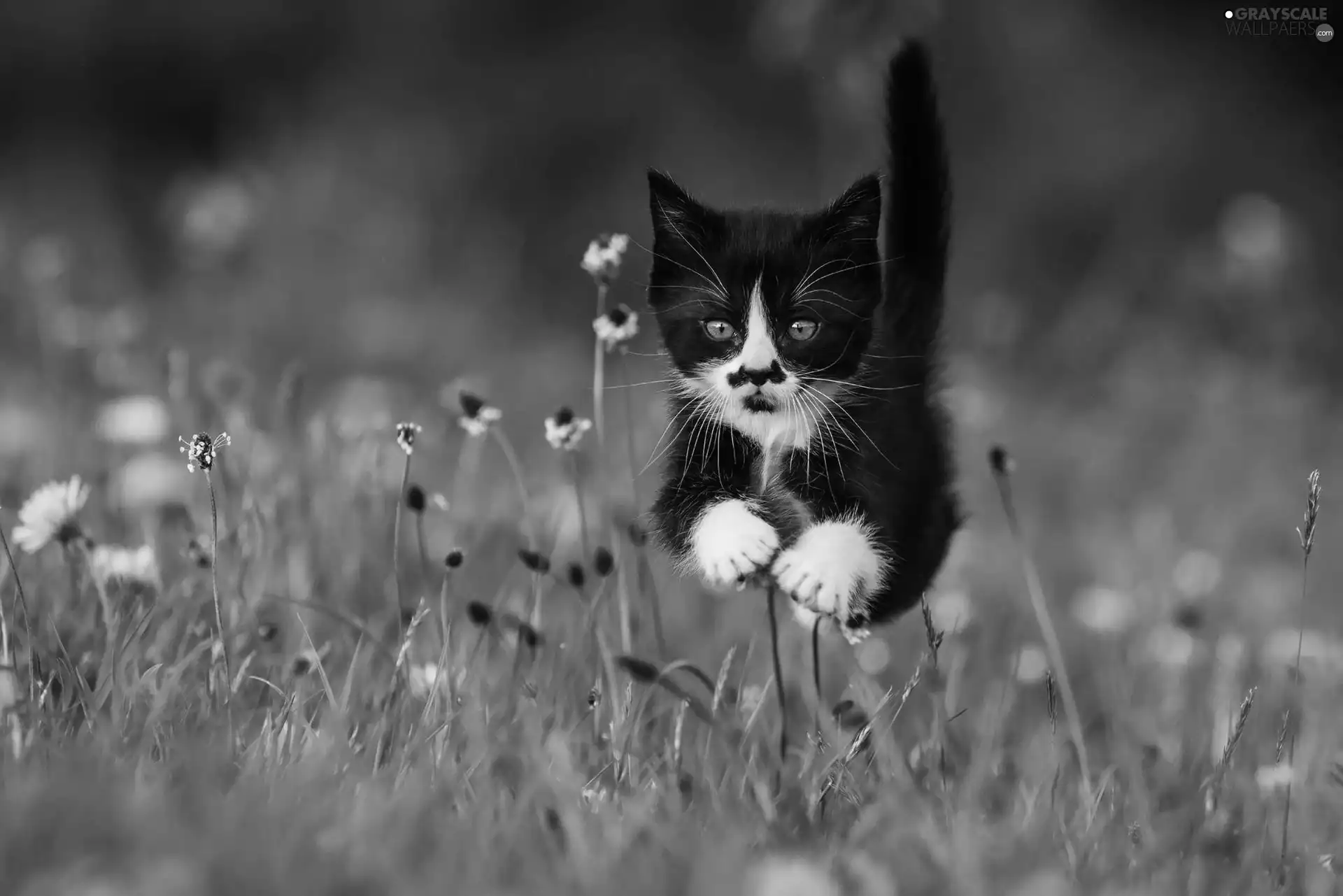 Black, jump, grass, kitten