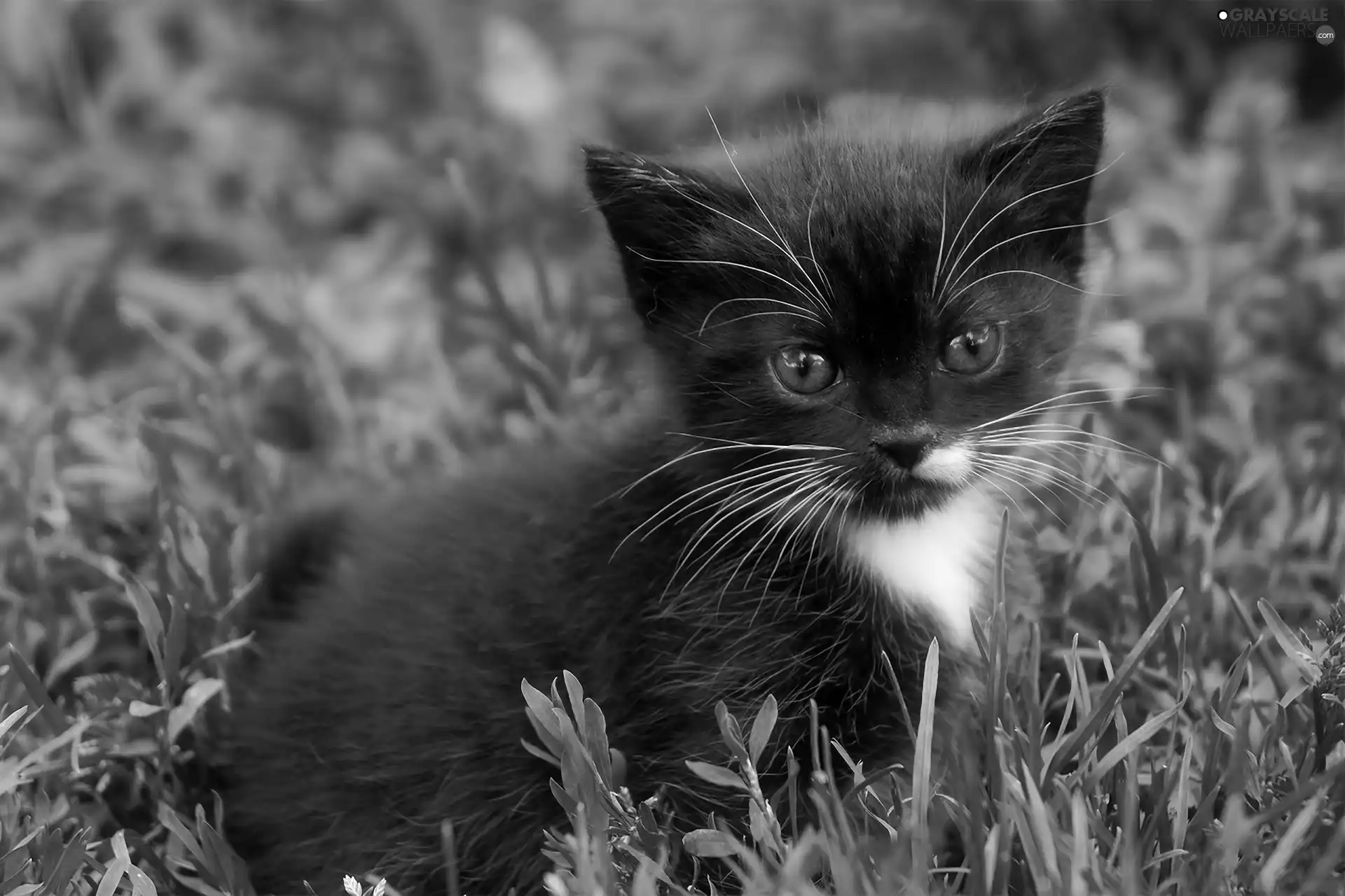 Black, Meadow, grass, kitten
