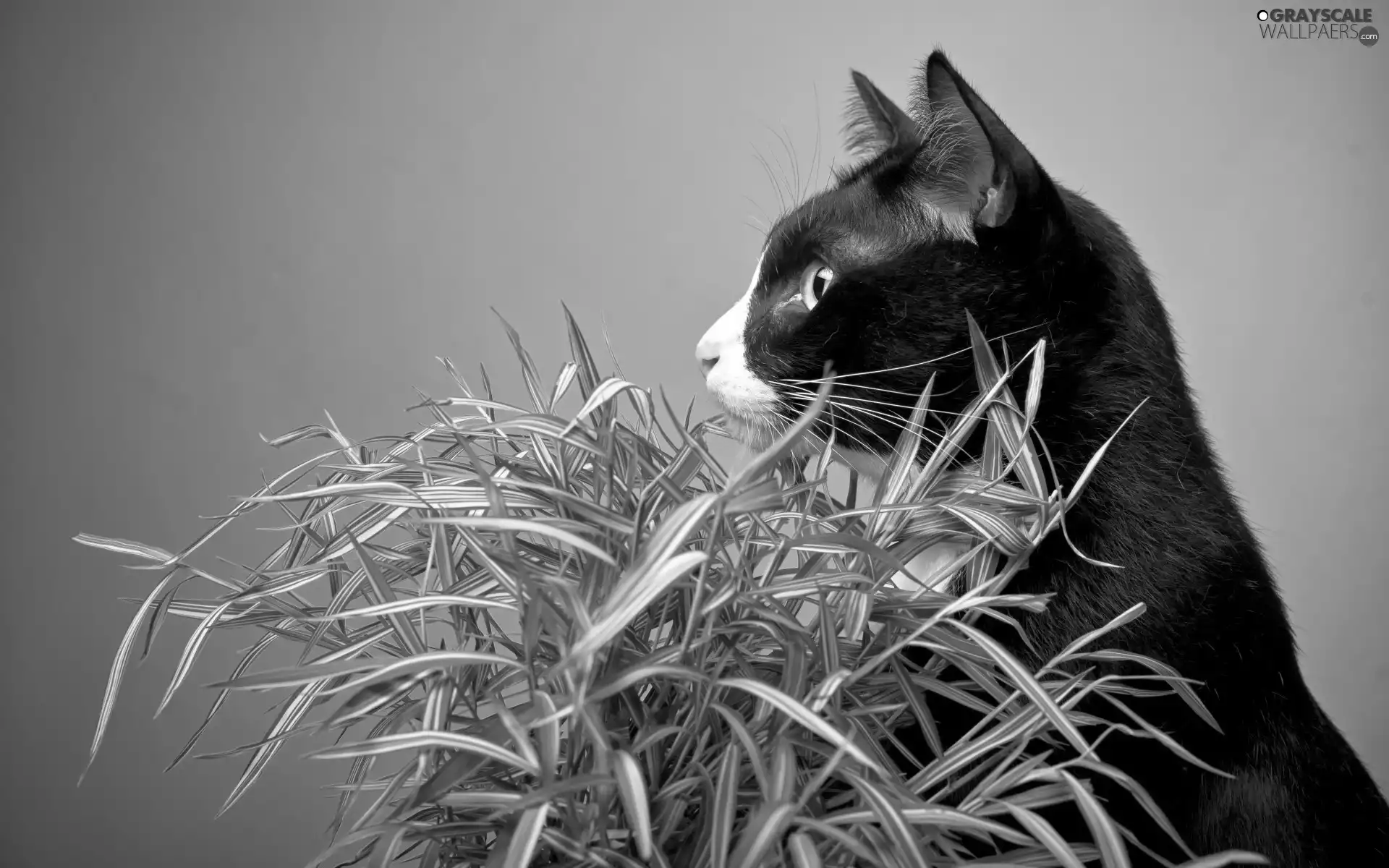 Black, profile, grass, cat