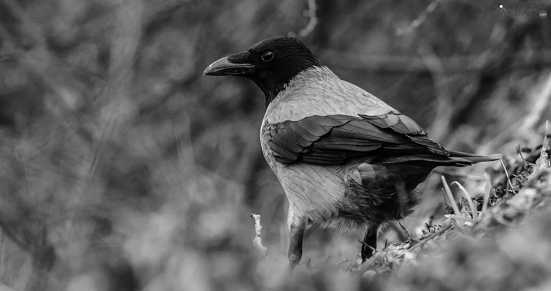 grass, Bird, blades