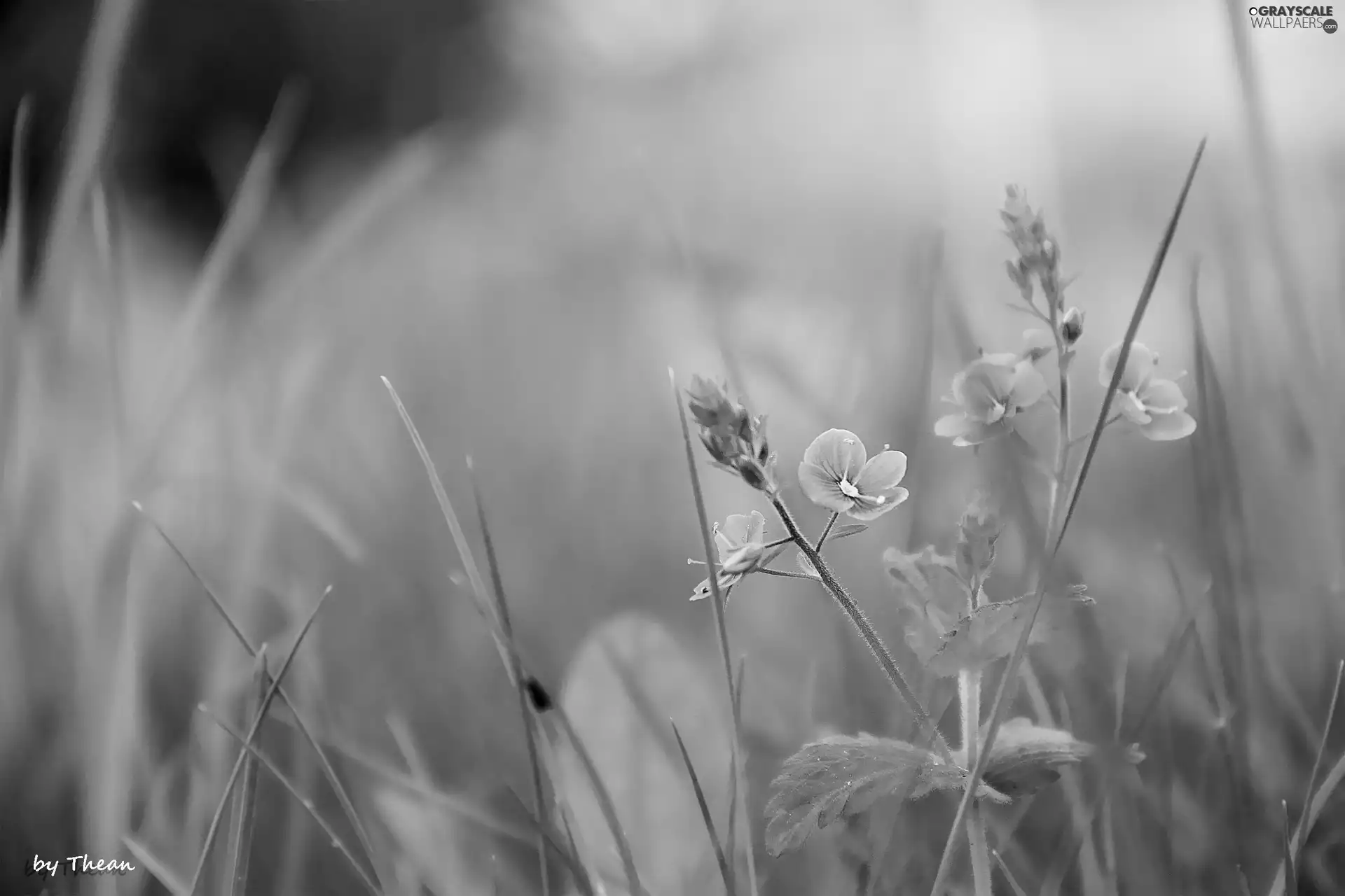 Blue, flowers, grass, Tiny