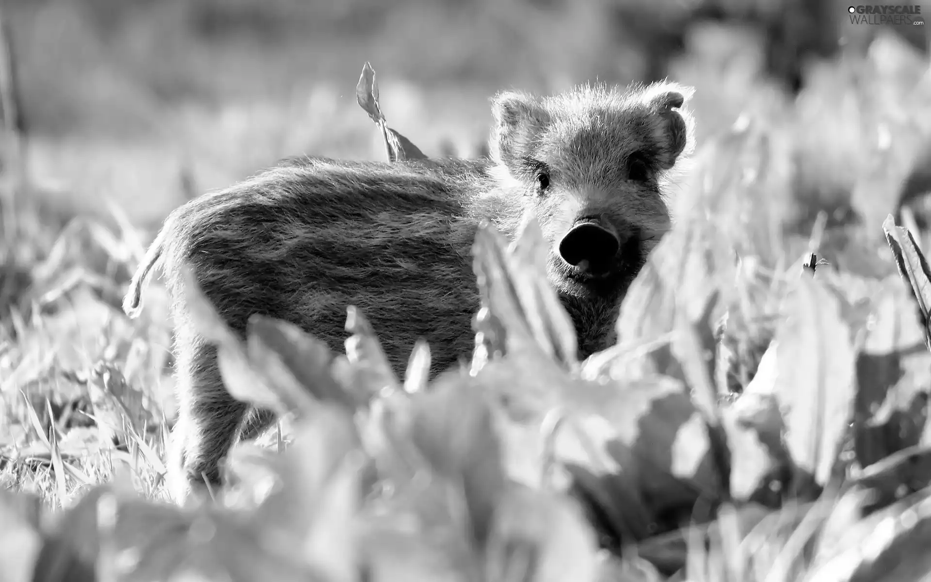 grass, young, Boar