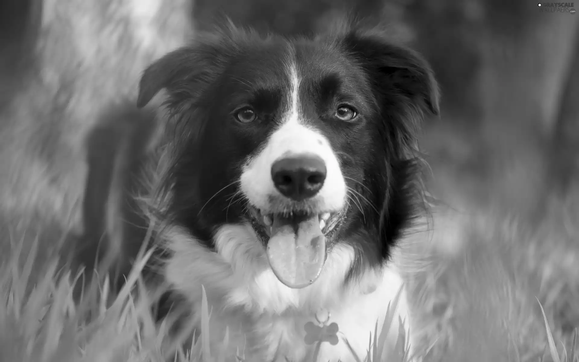 Border, Meadow, grass, Collie