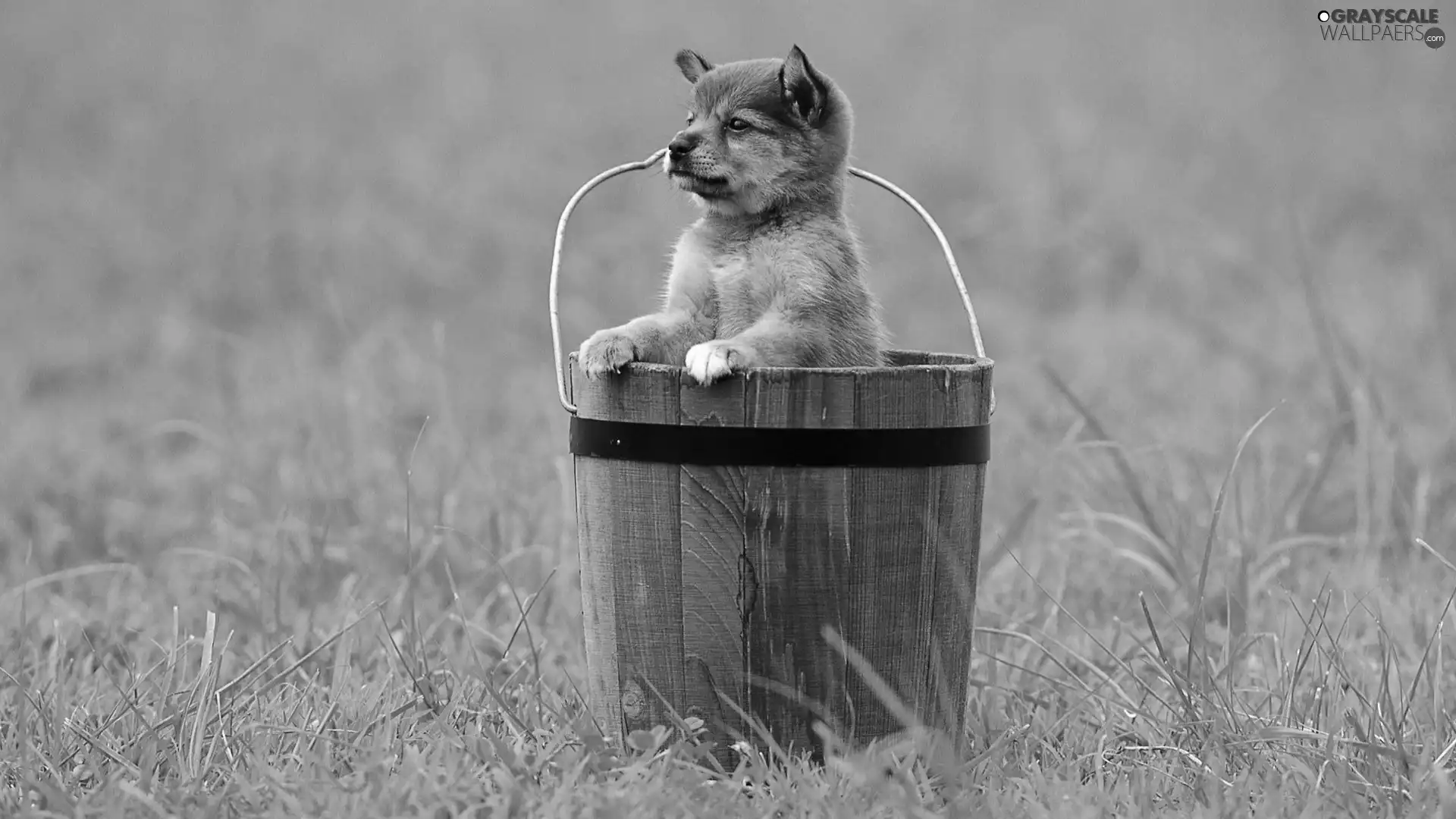 grass, dog, Bucket