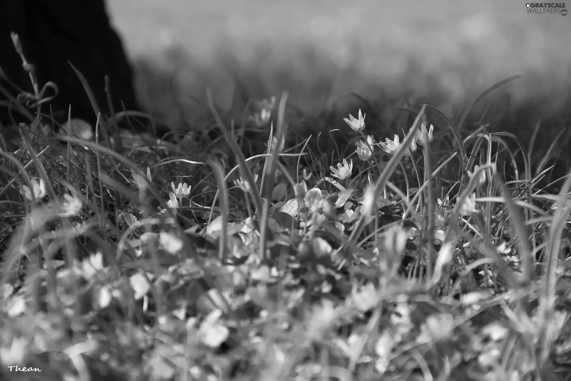 fig buttercup, Flowers, grass, Yellow