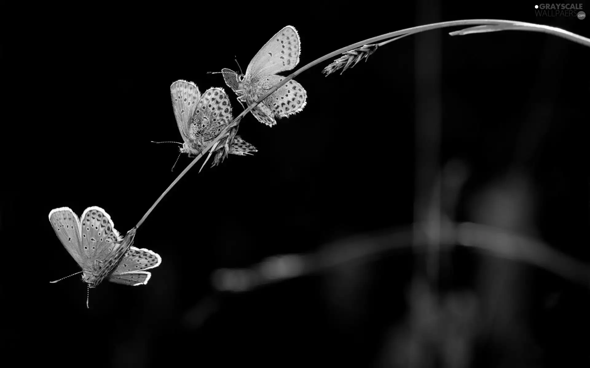 grass, beatyfull, butterflies