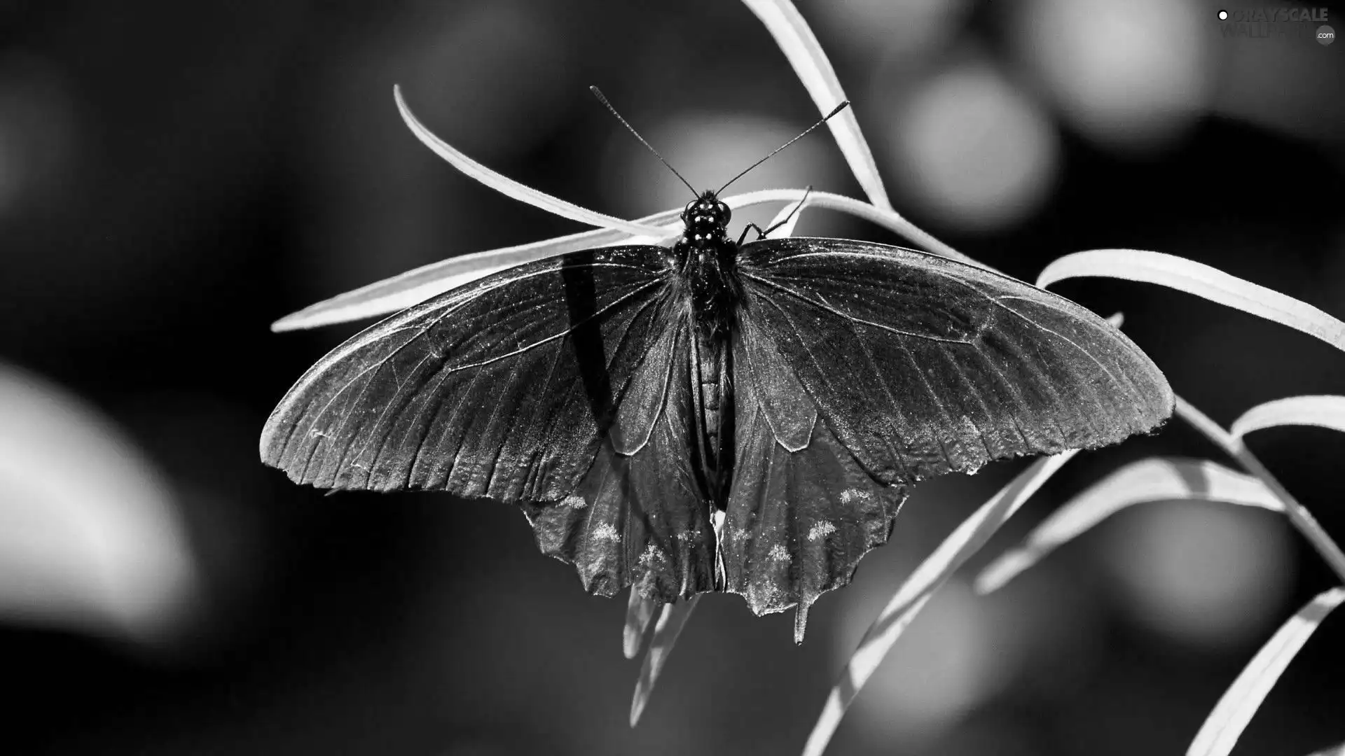 grass, Beatyfull, butterfly