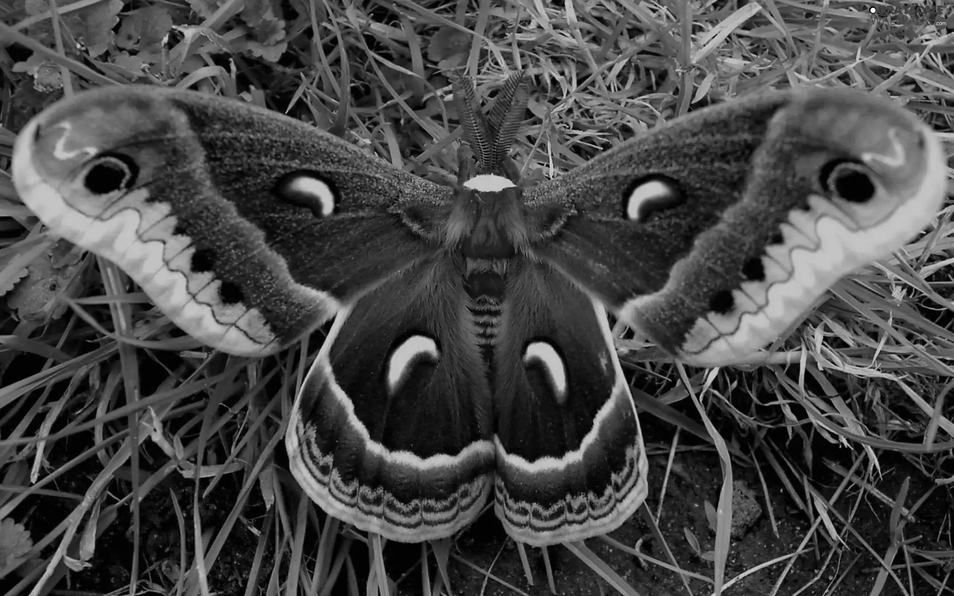 grass, exotic, butterfly