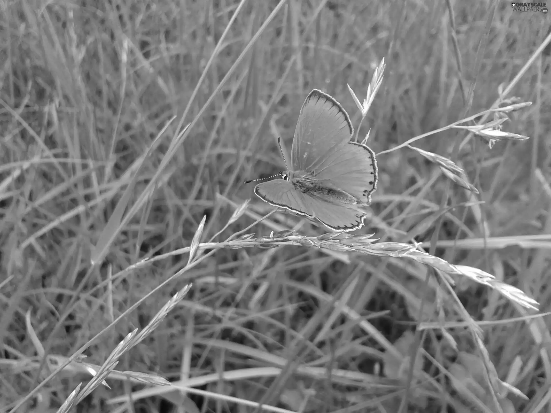 butterfly, grass