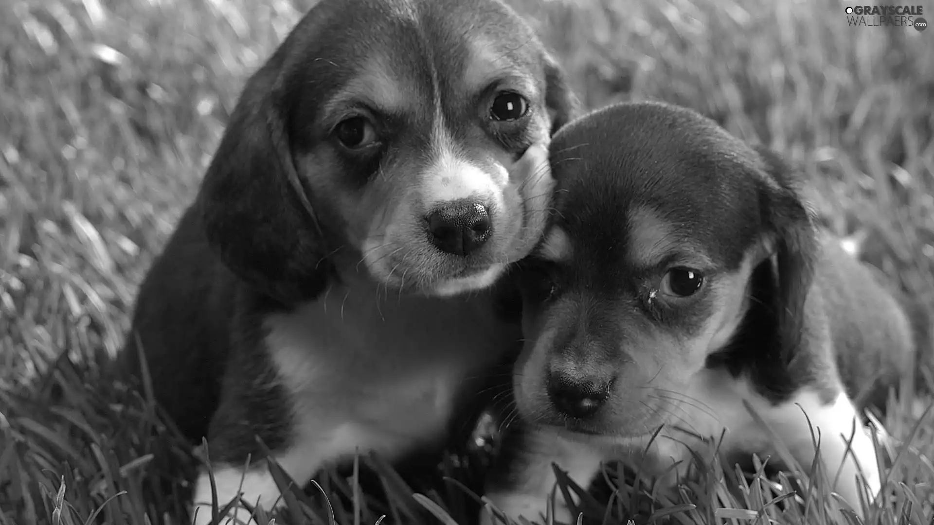 Two cars, an, grass, puppies