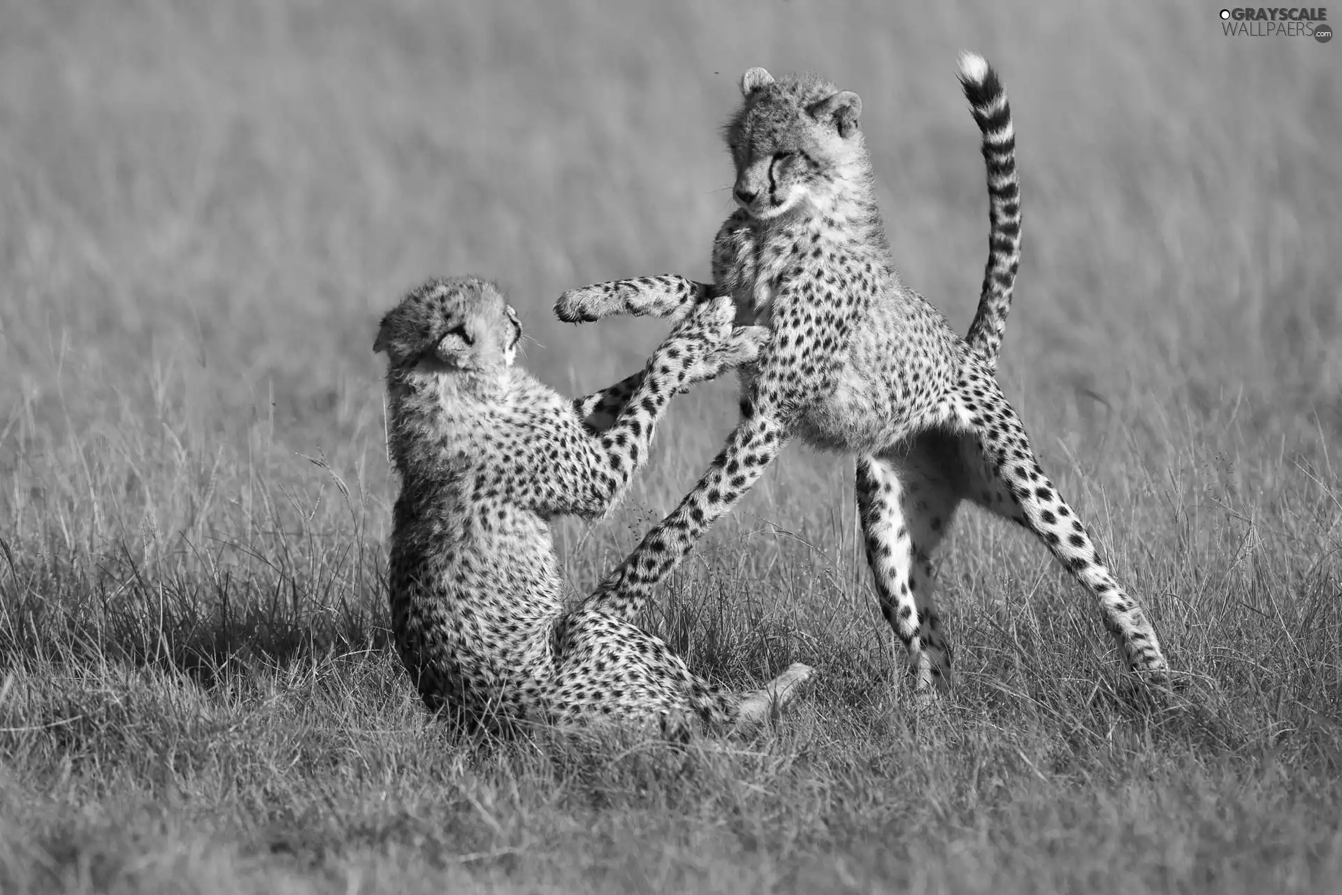 Two cars, Cheetah, grass, young