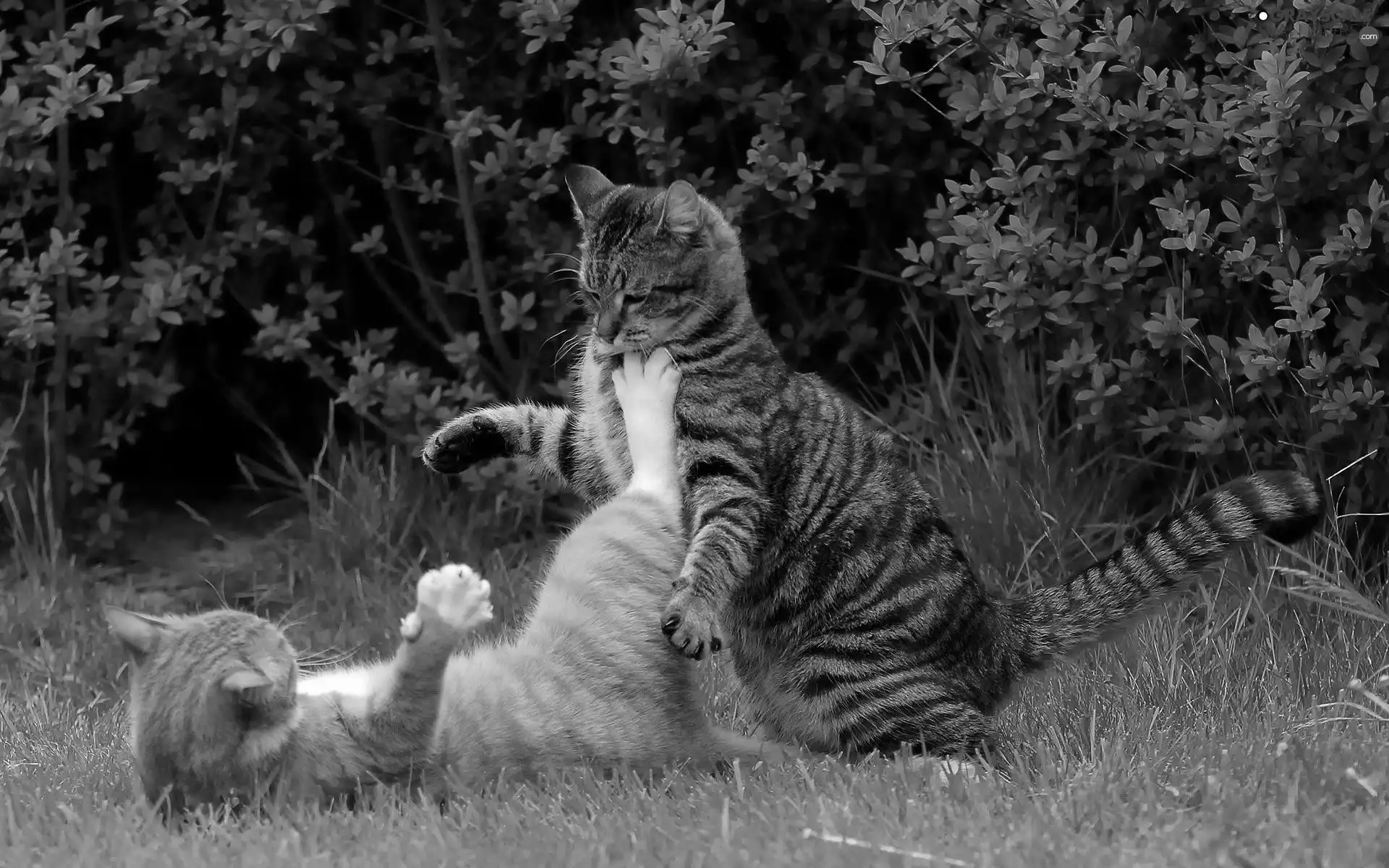 Two cars, play, grass, cats