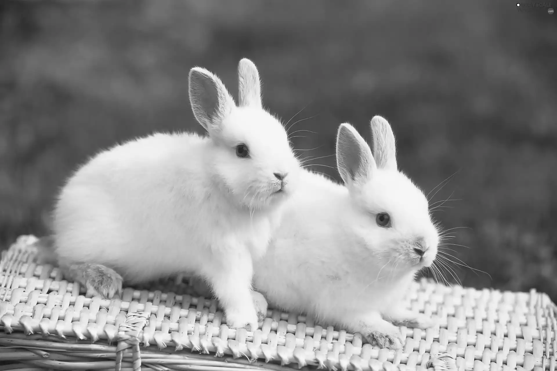Two cars, Rabbits, grass, White