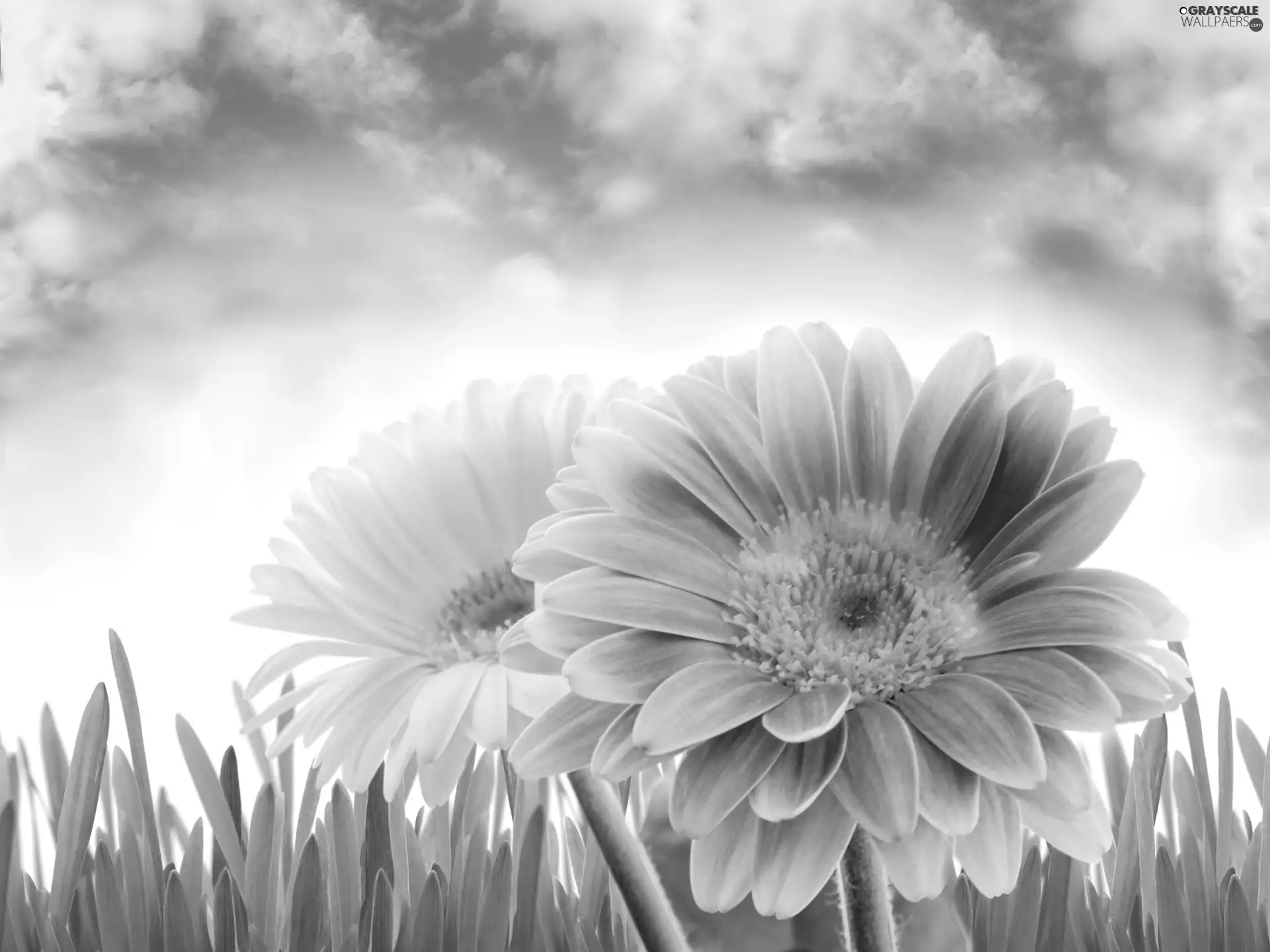 Two cars, Sky, grass, gerberas