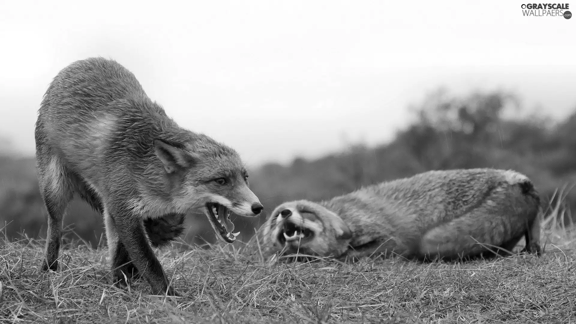 Two cars, Teeth, grass, fox