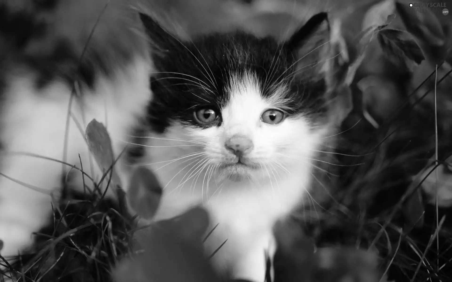 cat, grass