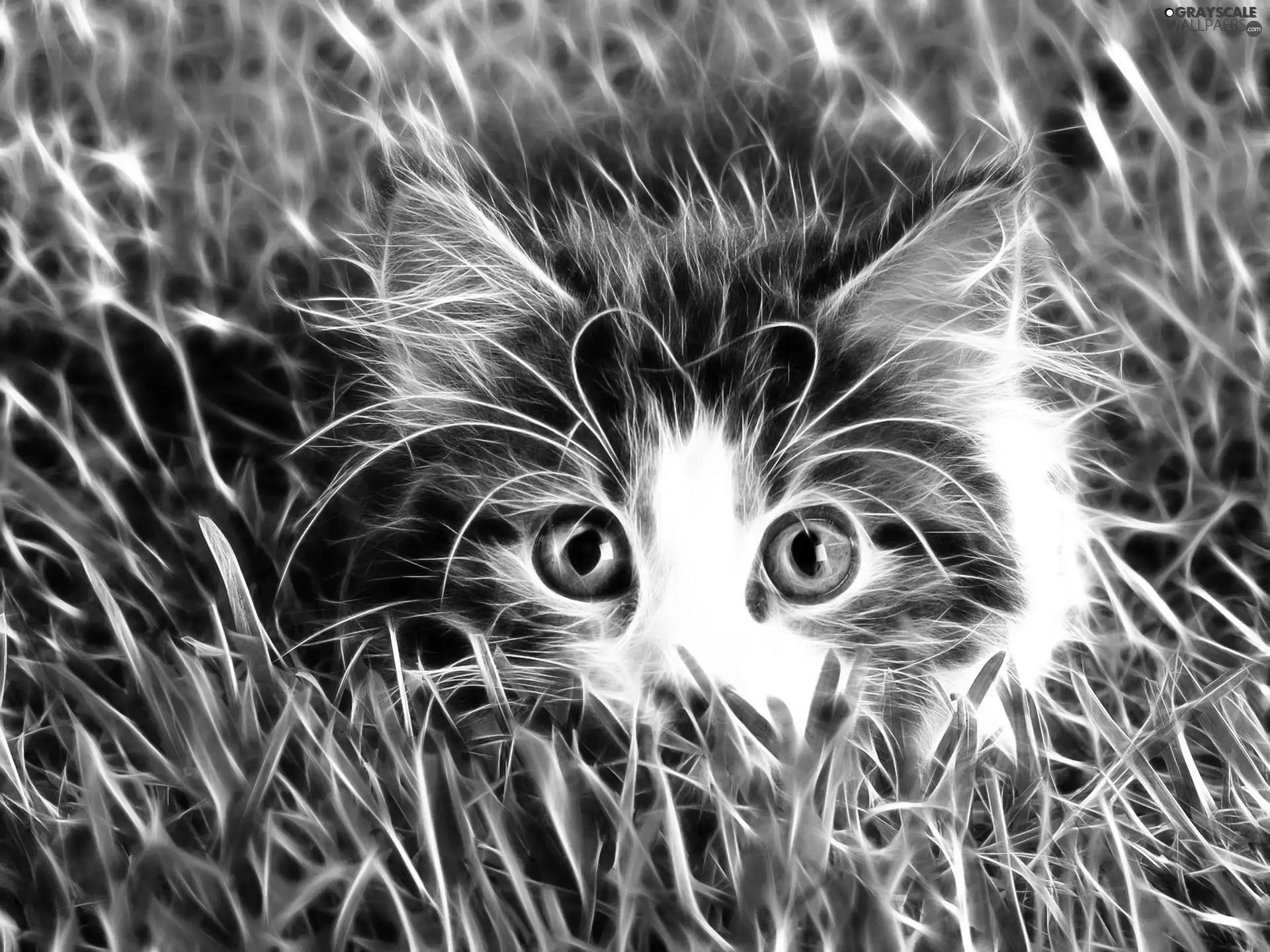 cat, grass