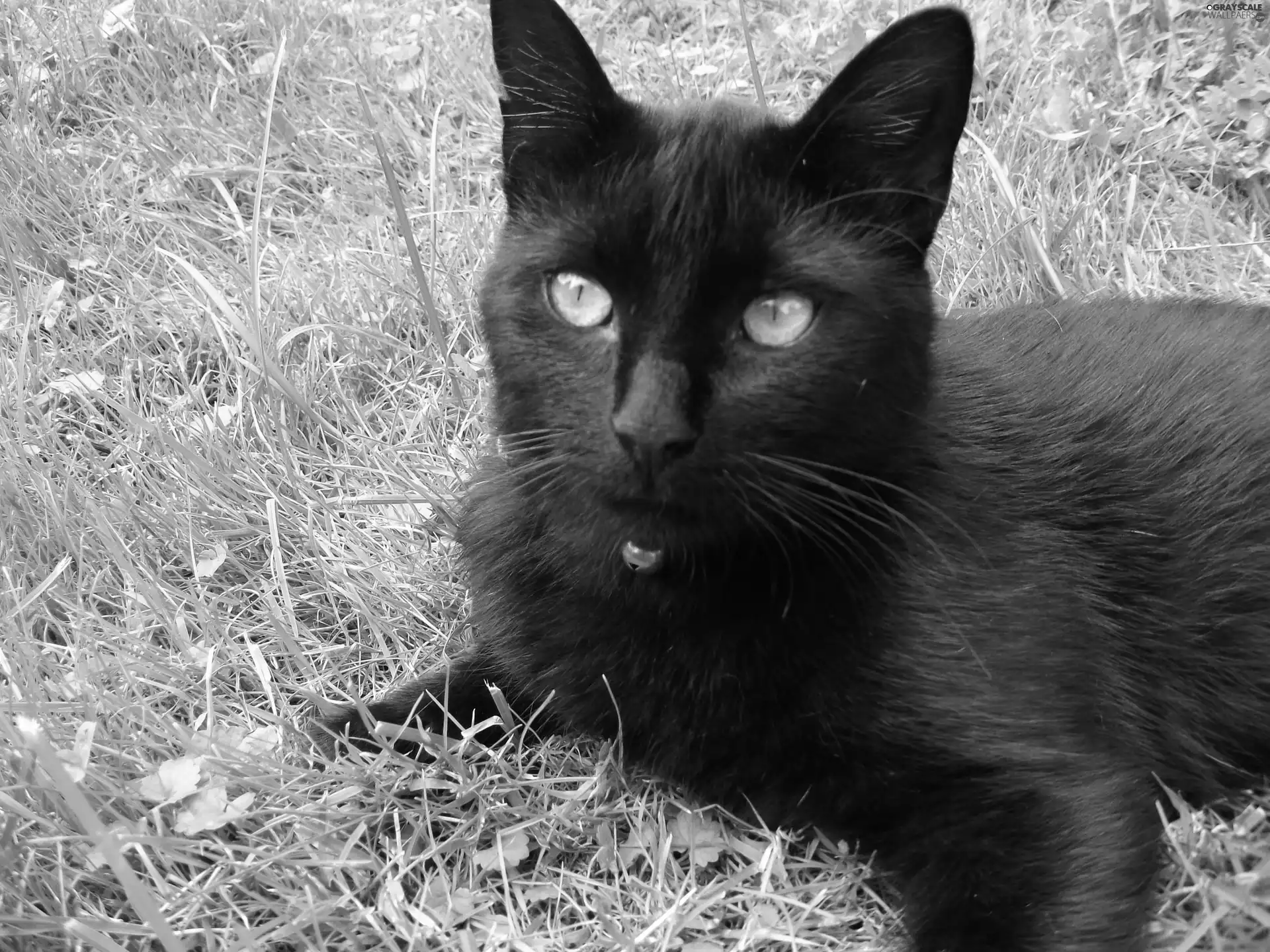 grass, Black, cat