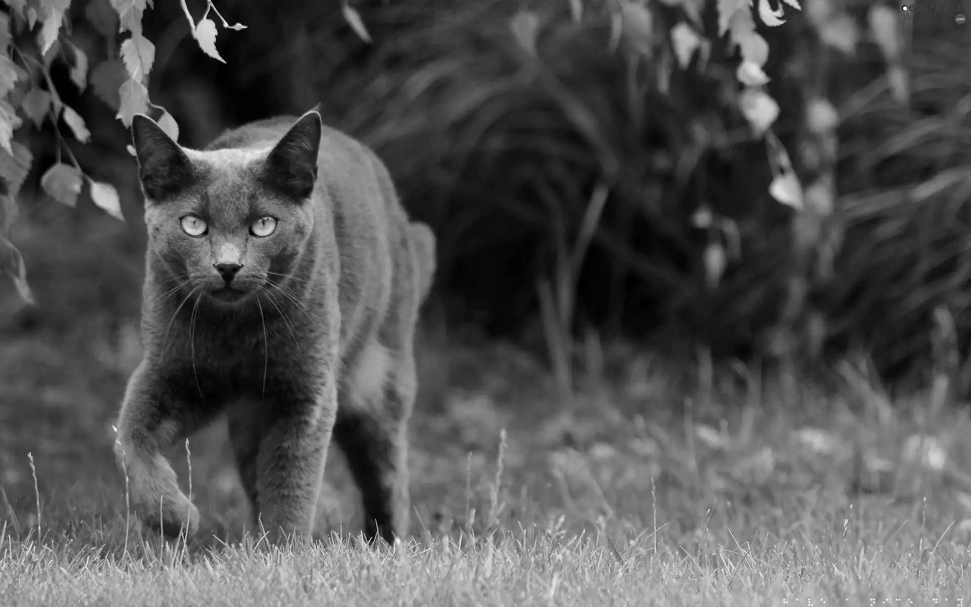 grass, Black, cat